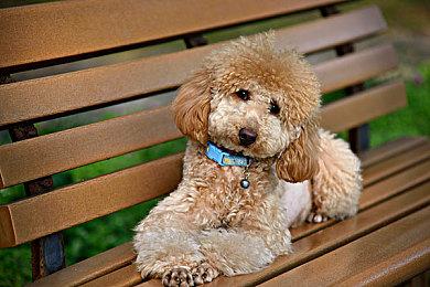 2022年重启版《黑道圣徒》销量可能是系列最低的